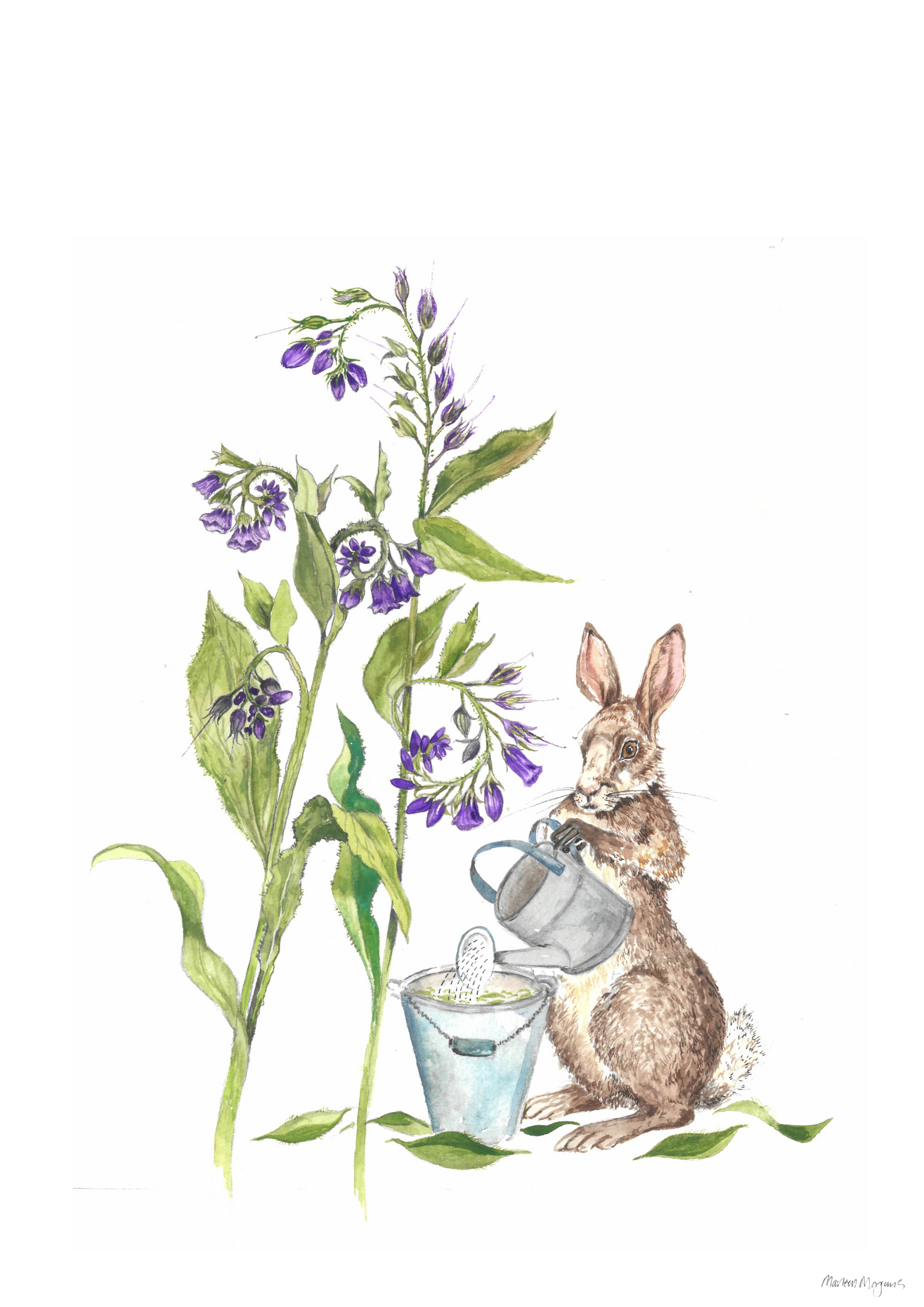 Comfrey