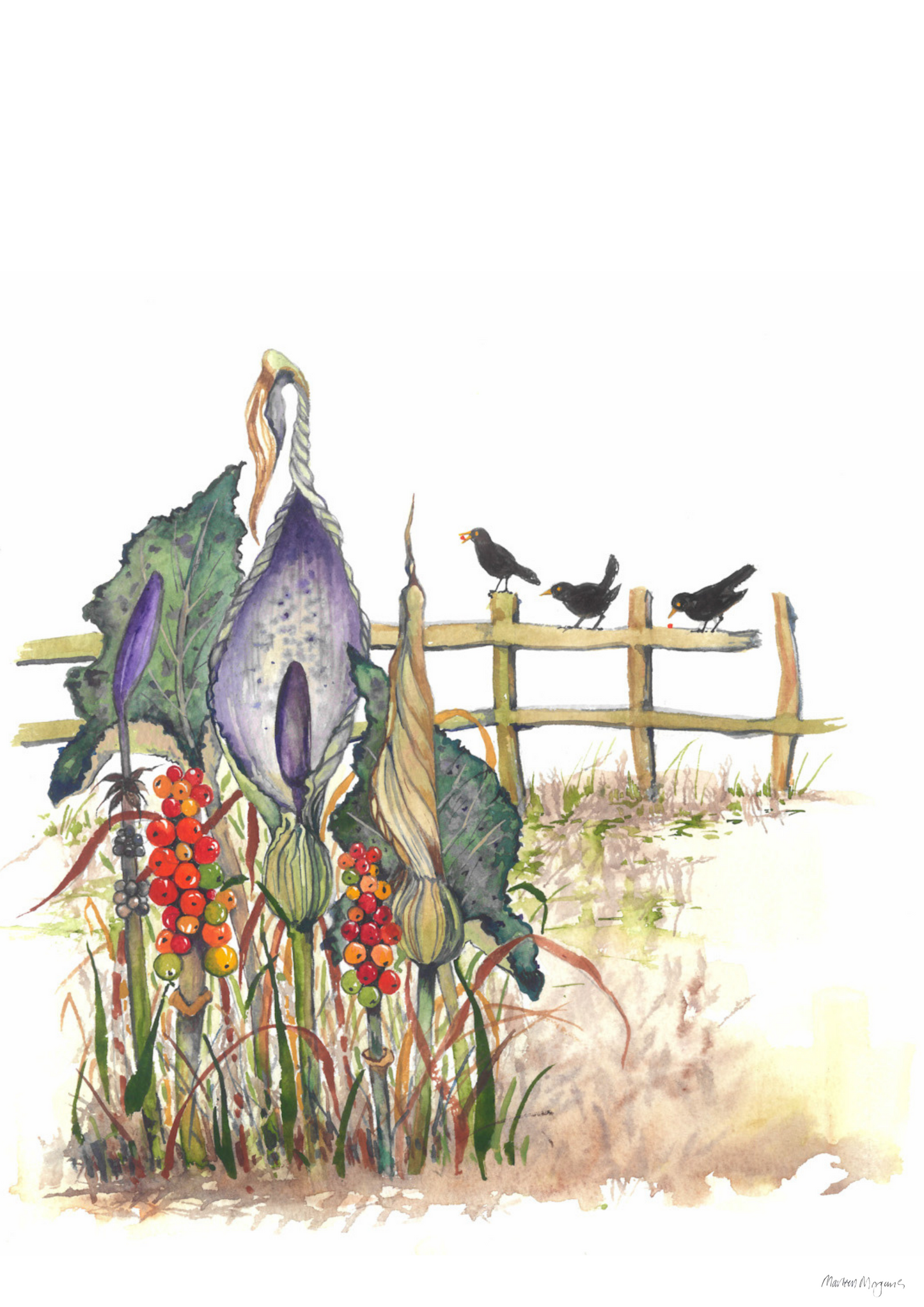 Cuckoo Pint
