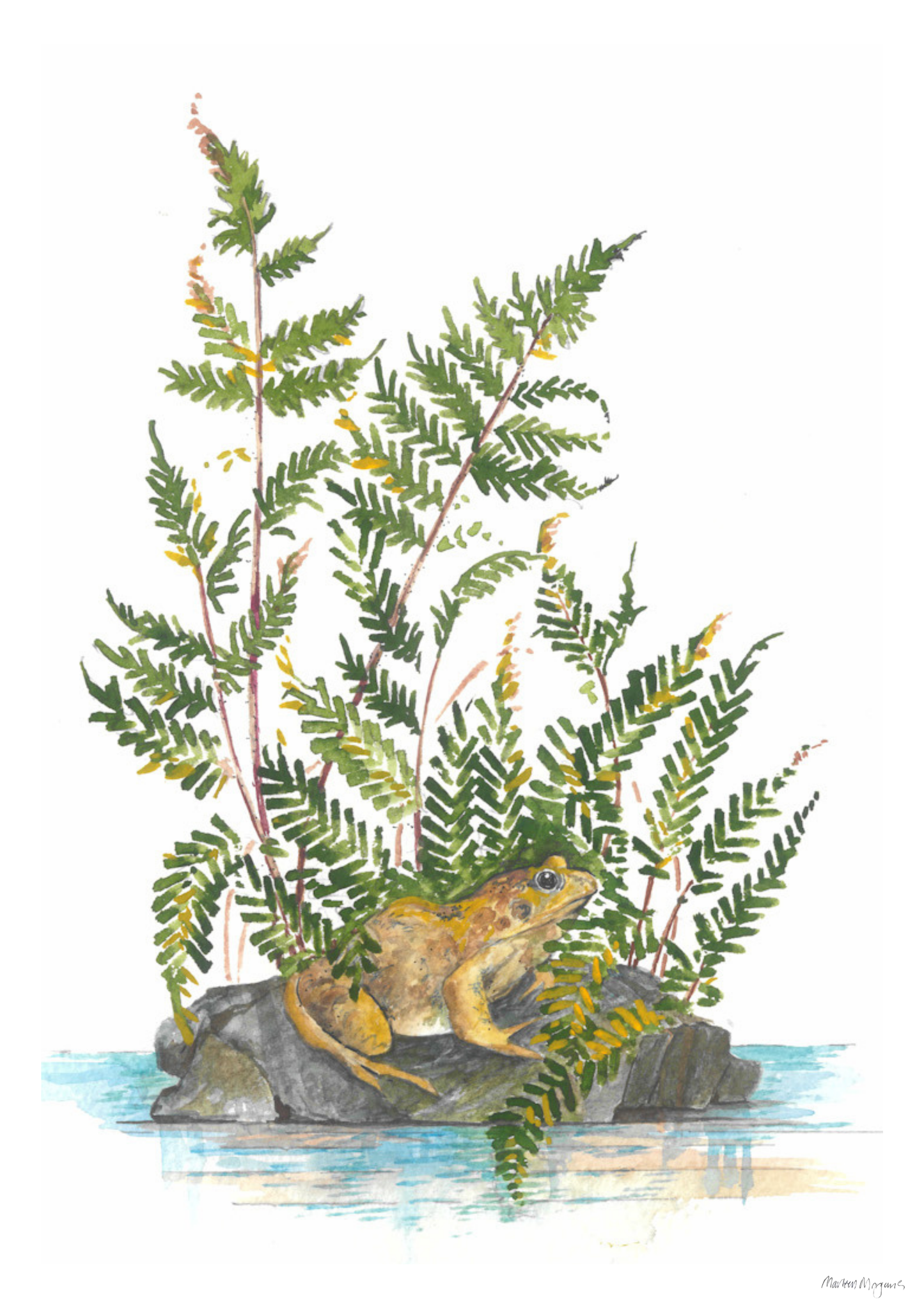 Fern