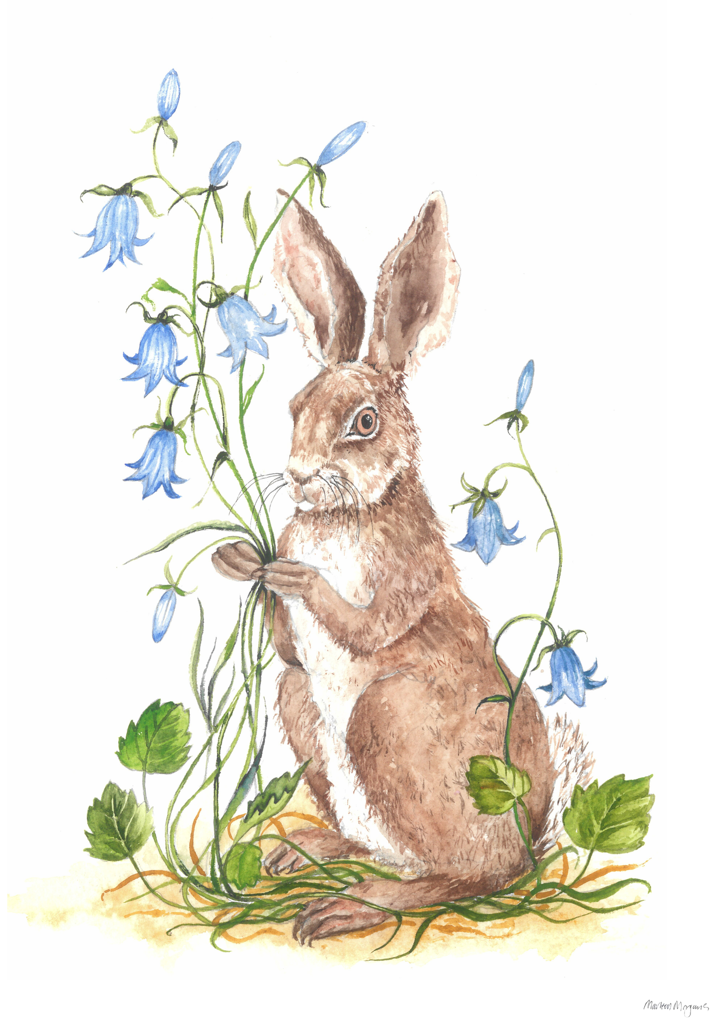 Harebell