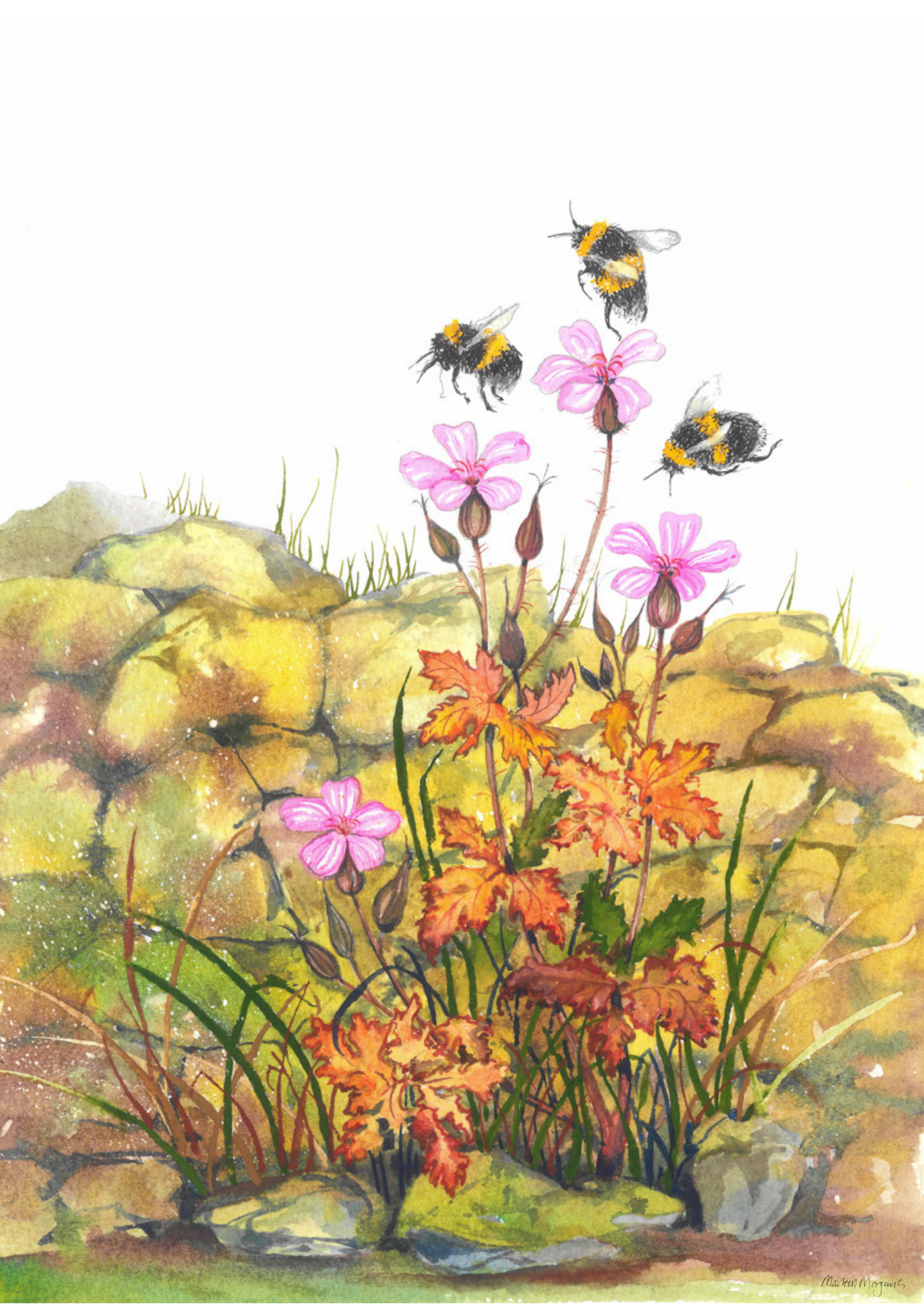 Herb Robert