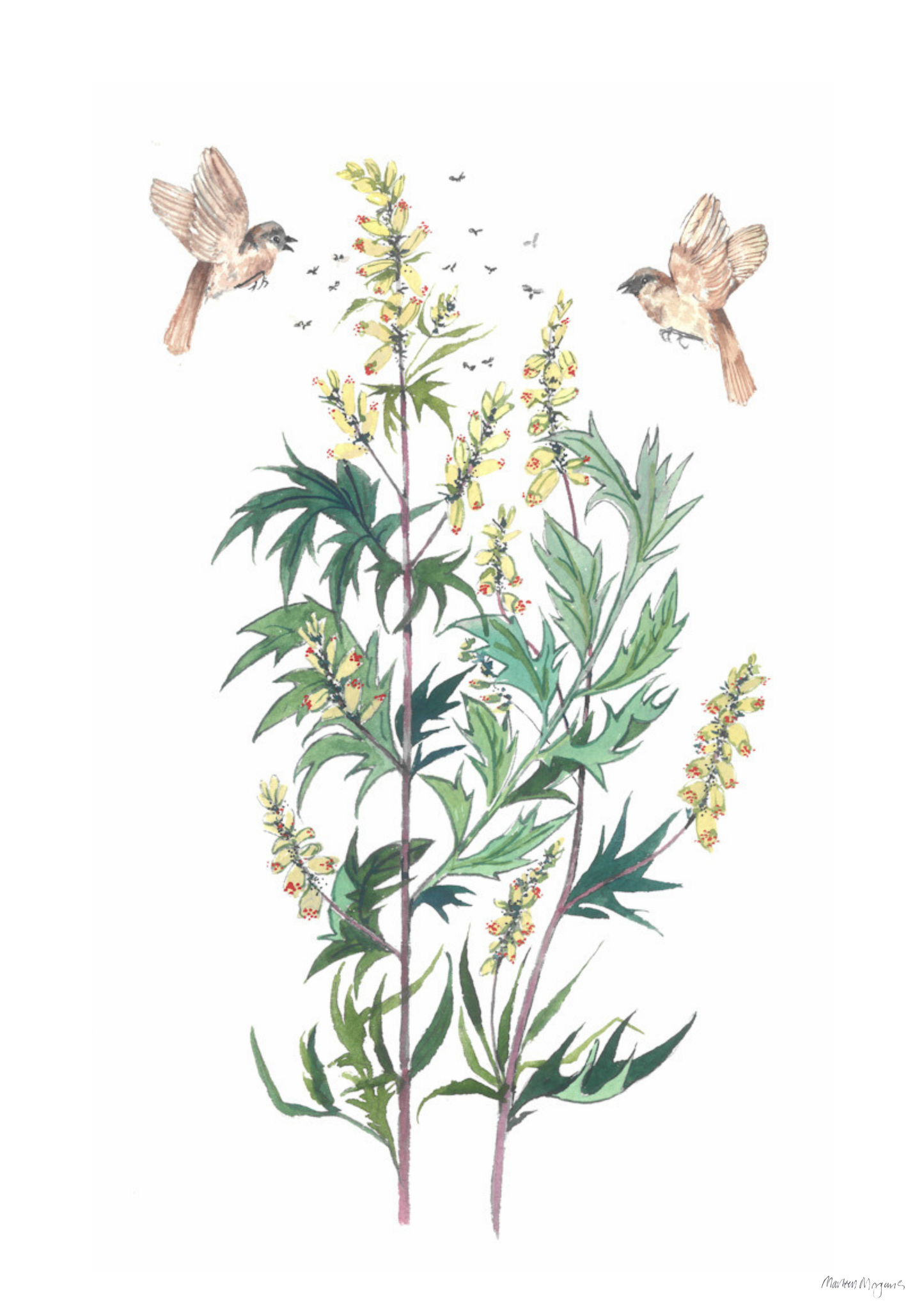 Mugwort