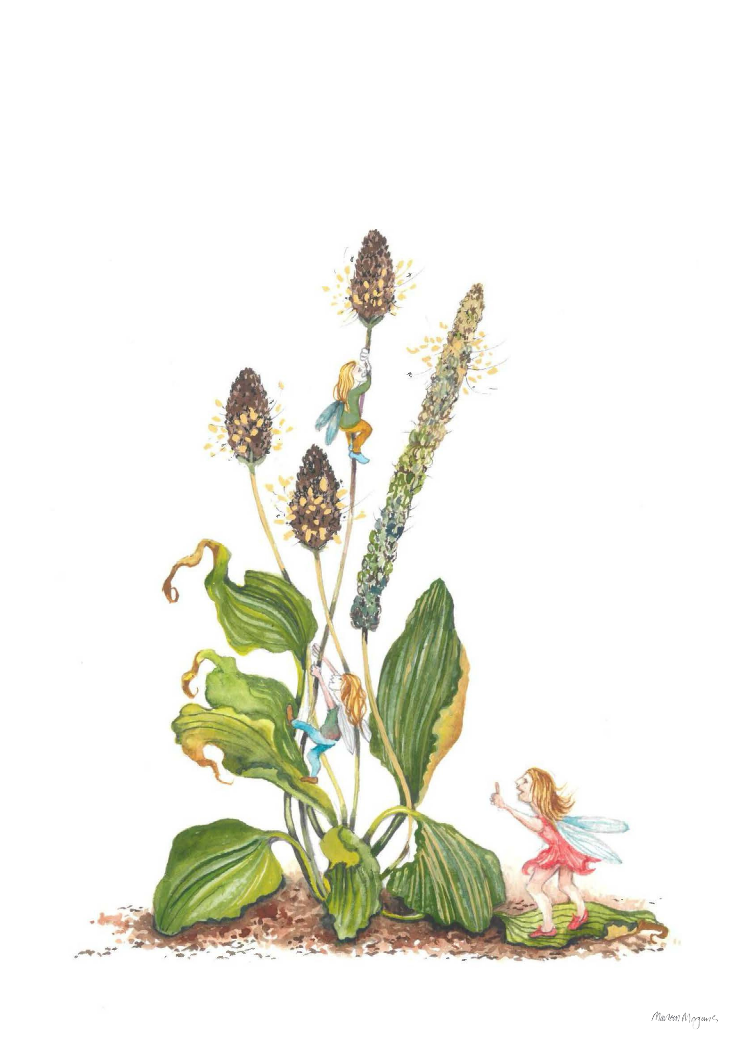 Plantain