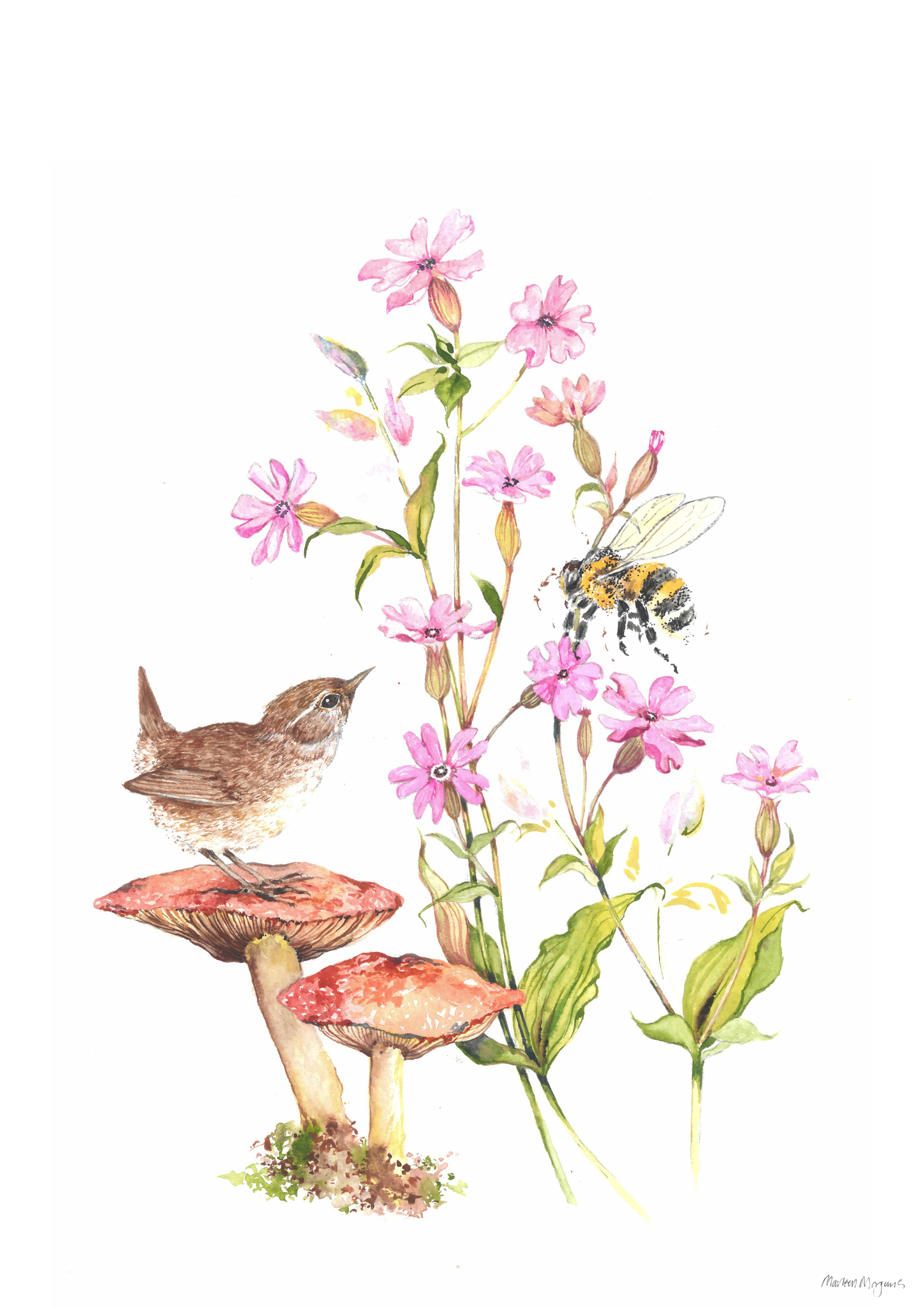 Red Campion