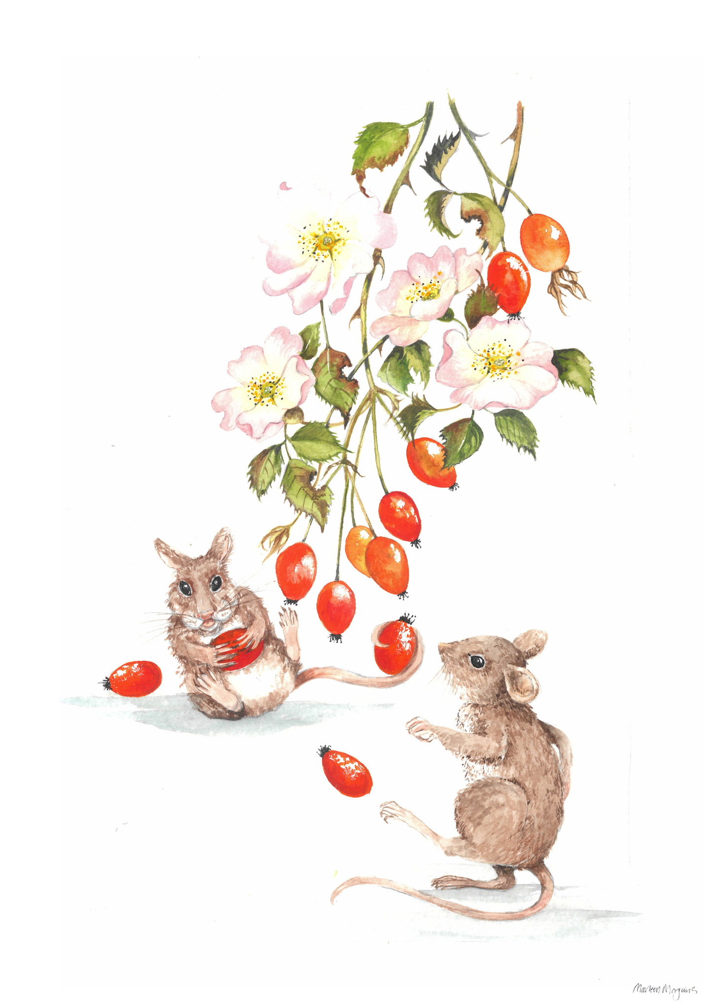 Rosehip