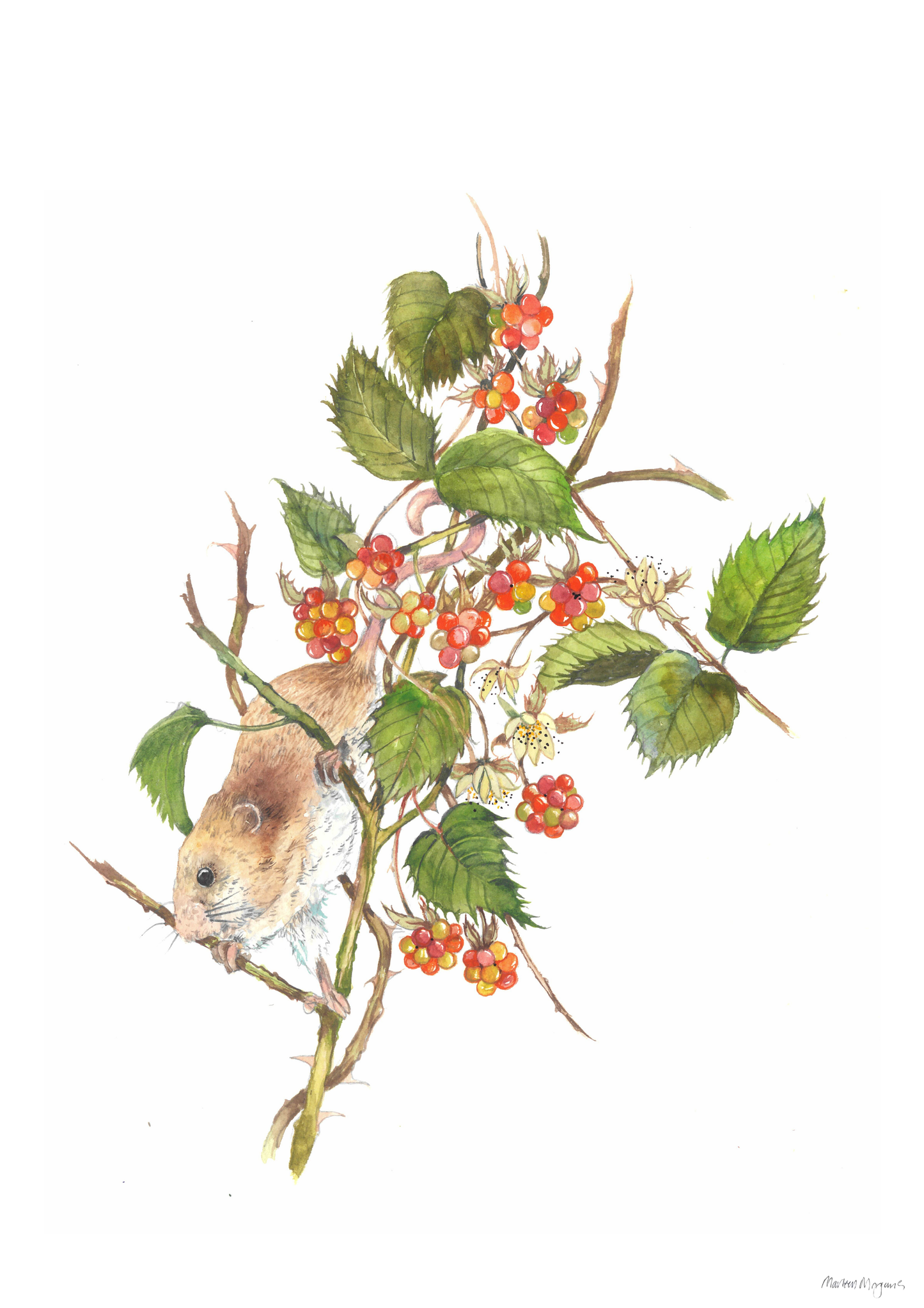 Wild Raspberry