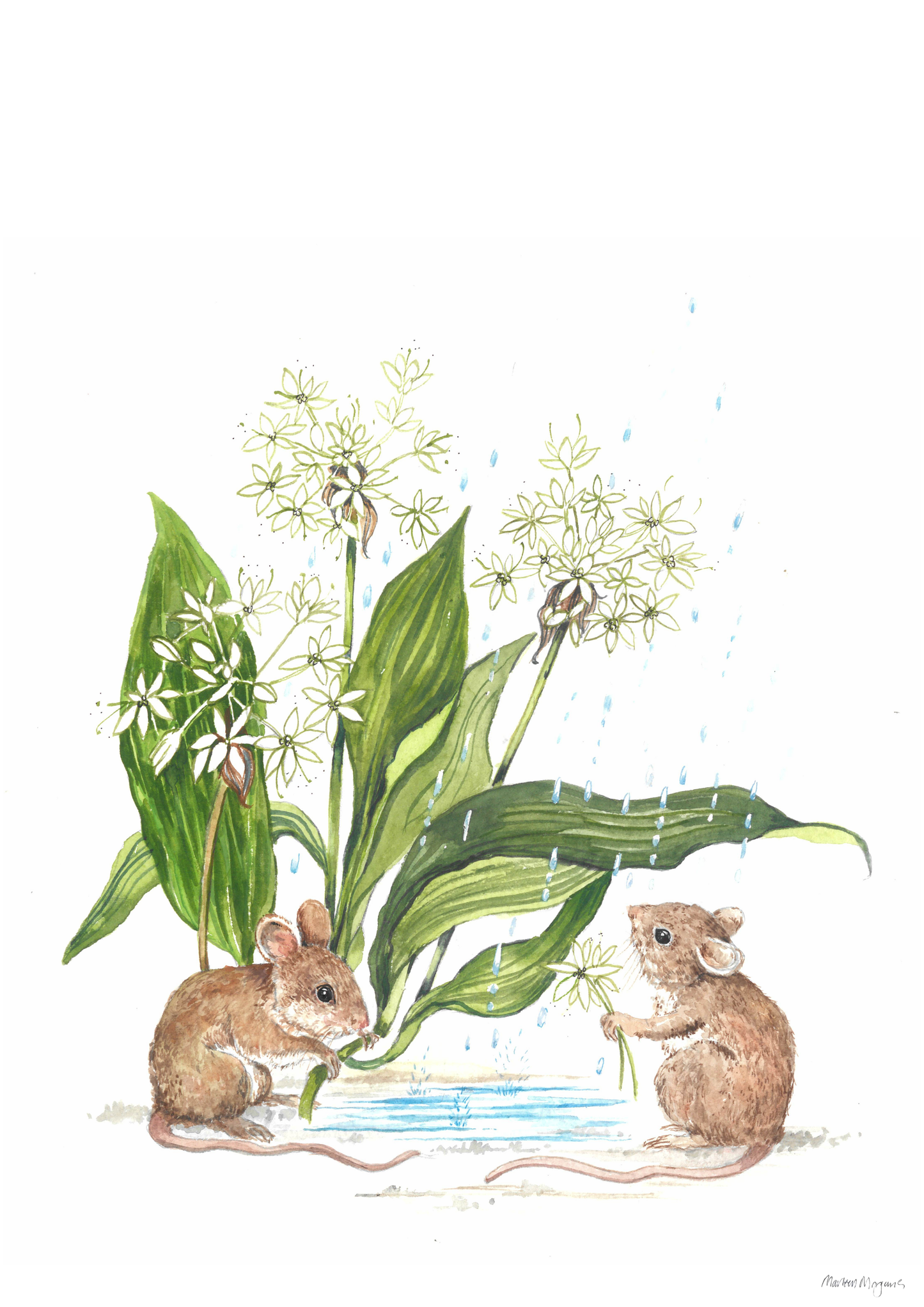 Wild Garlic