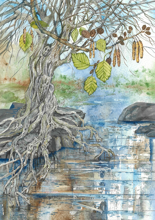 Alder