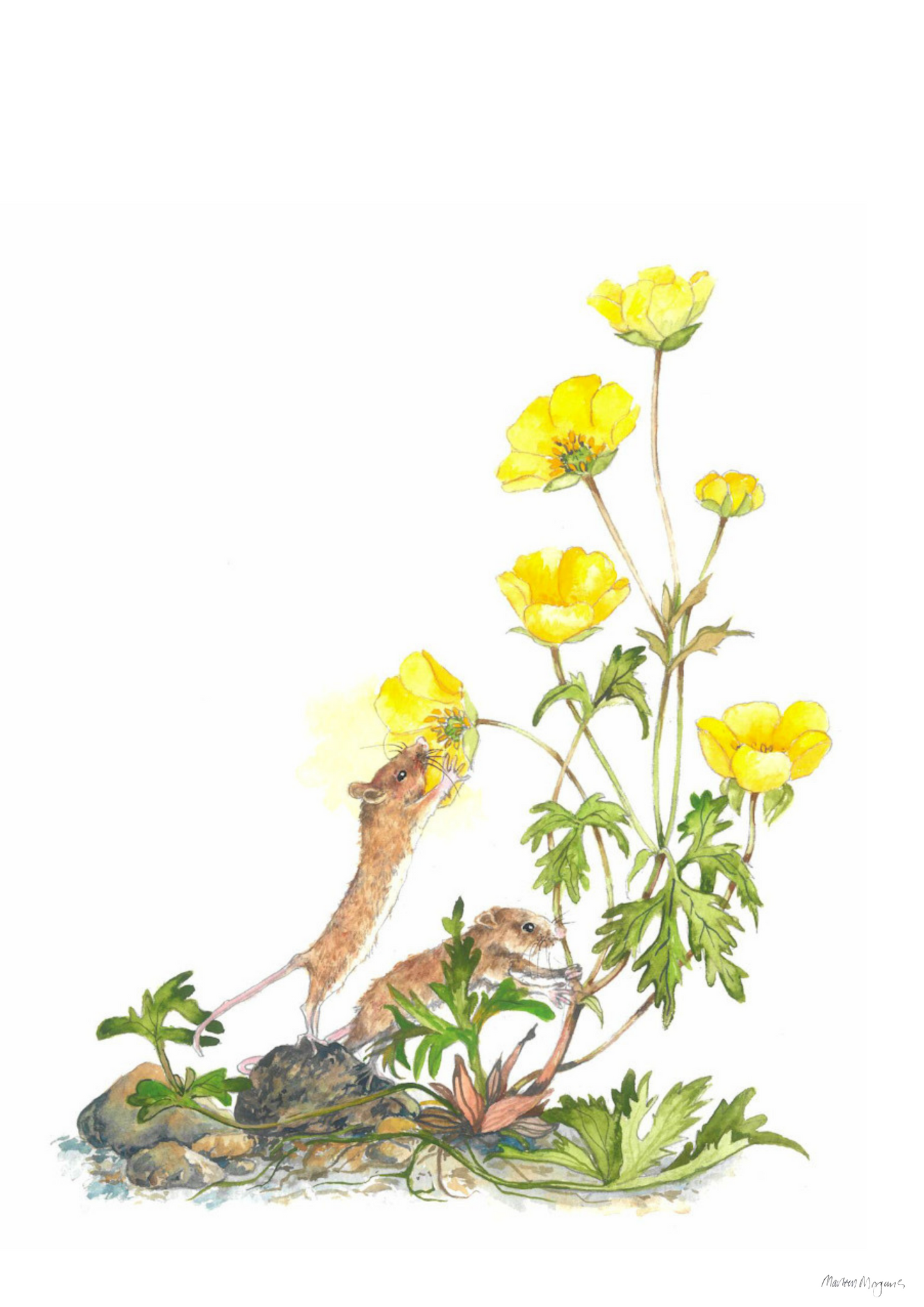 Buttercup
