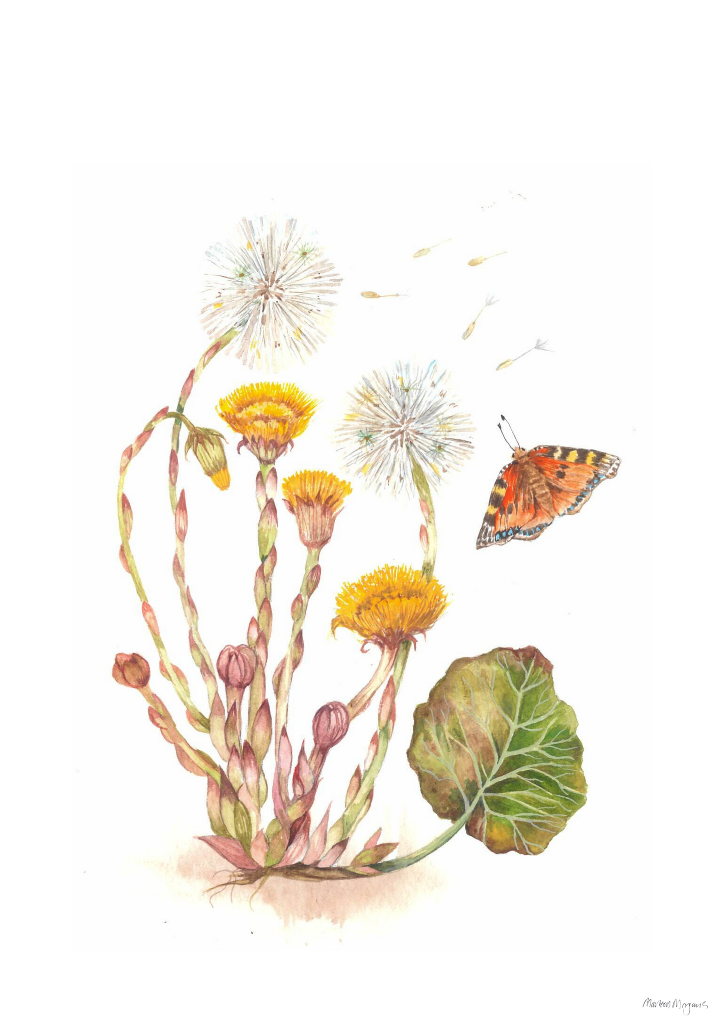 Coltsfoot