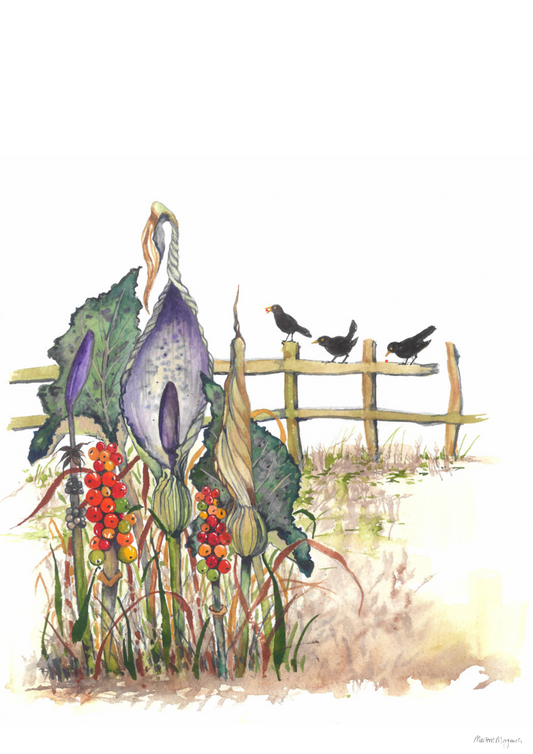 Cuckoo Pint