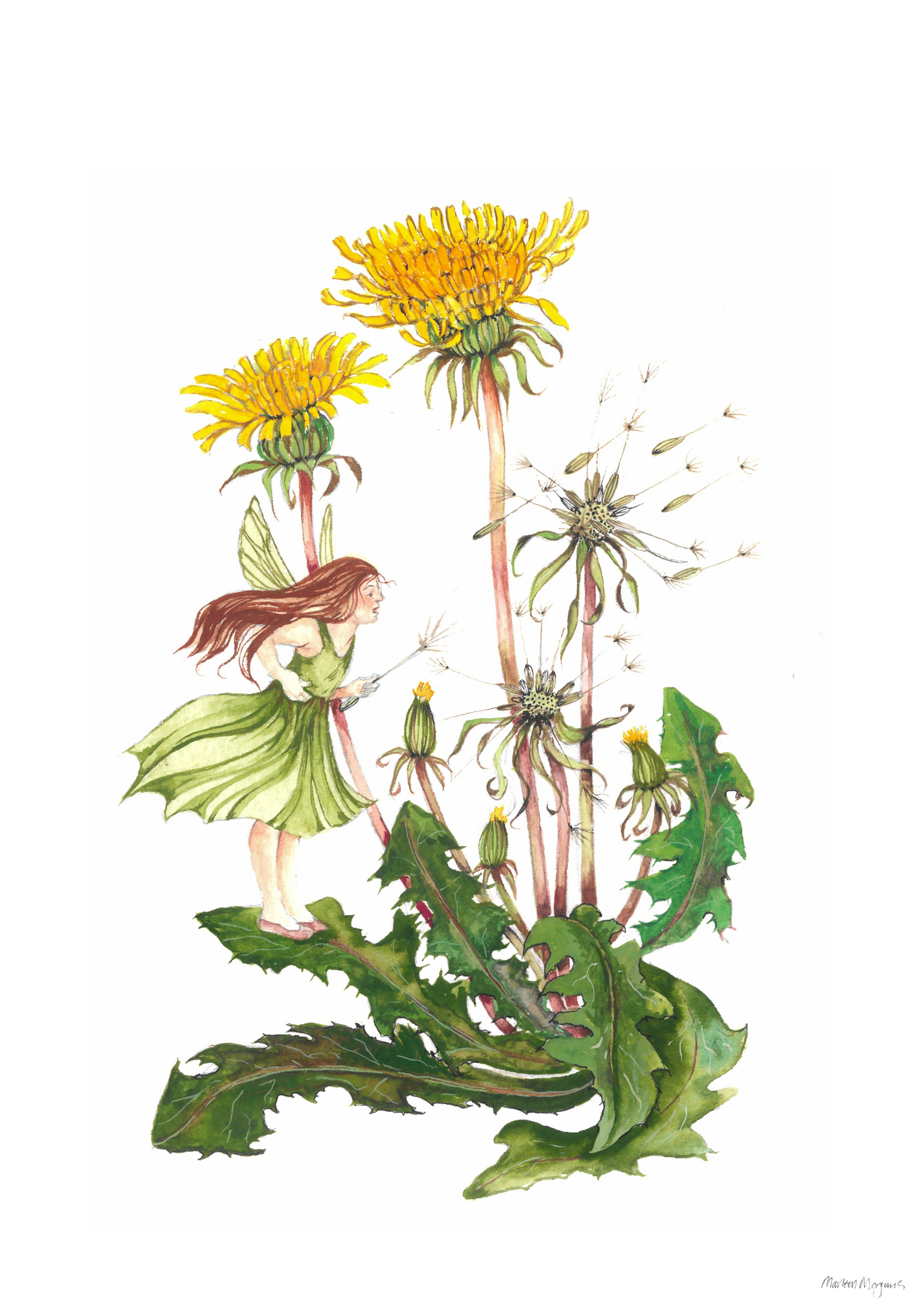 Dandelion