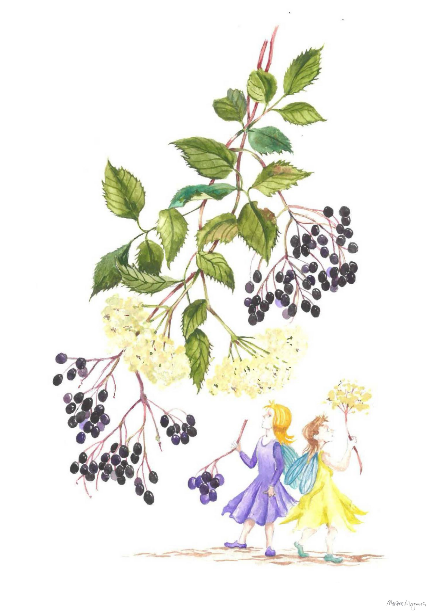Elderberry