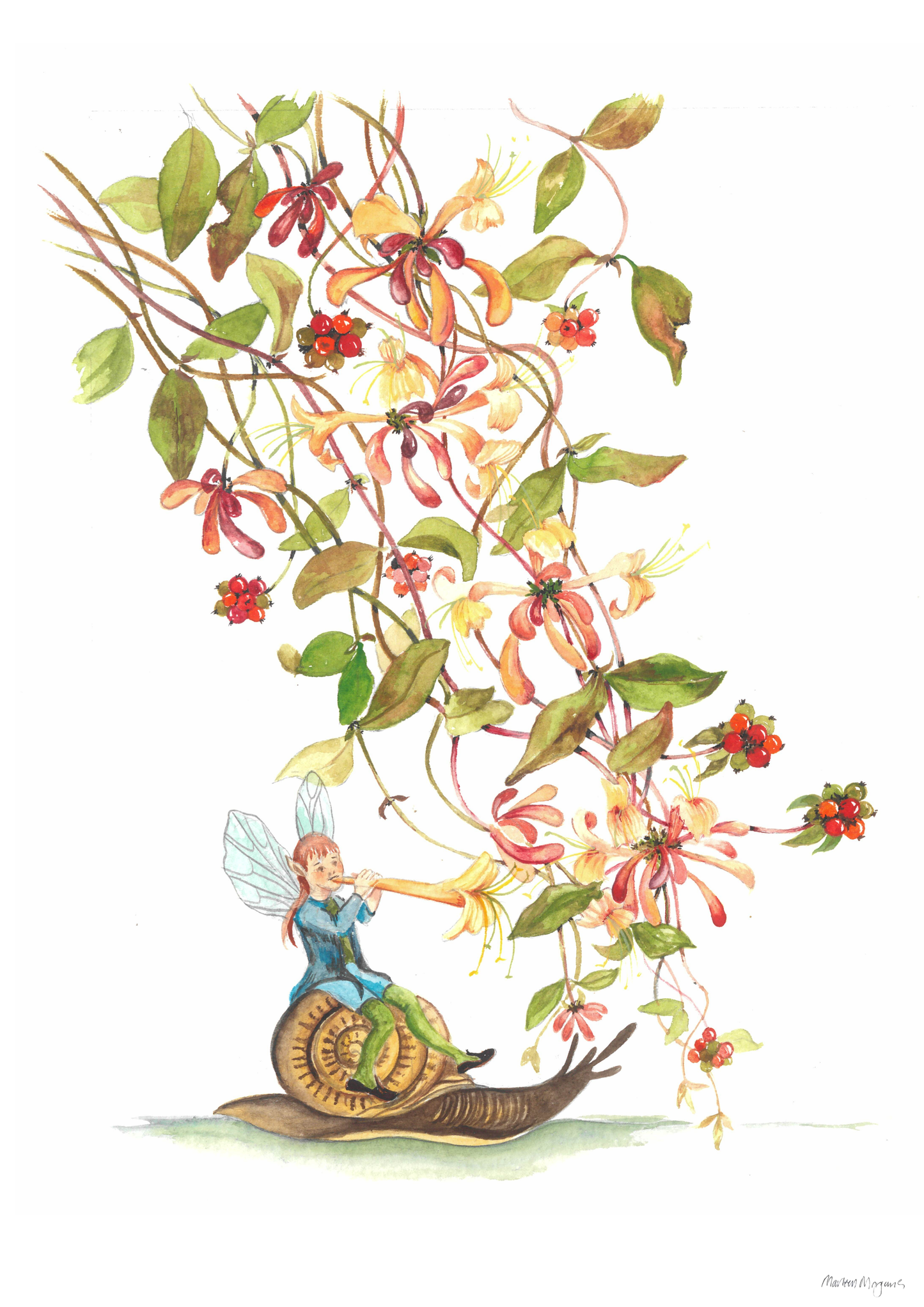 Honeysuckle