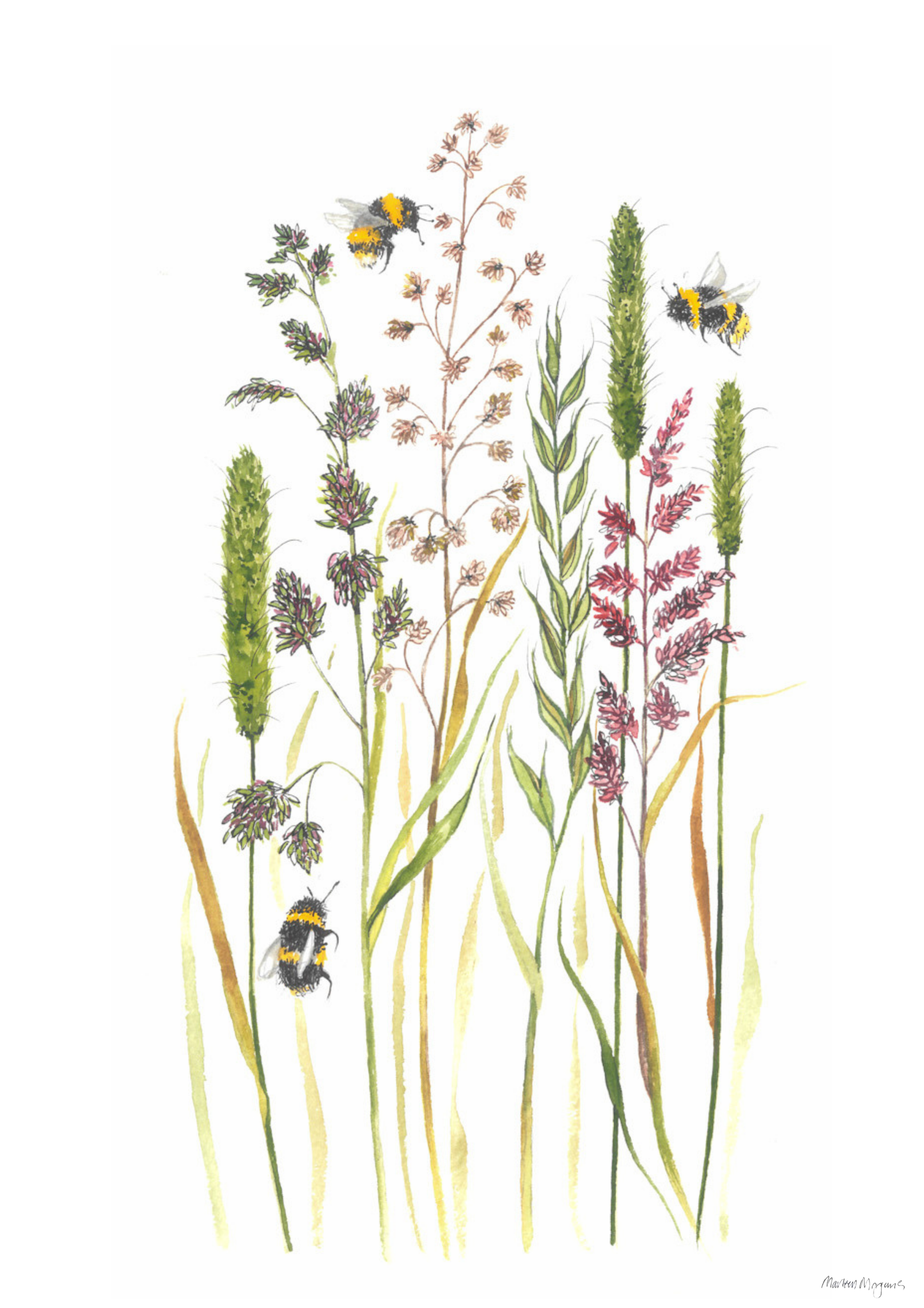 Meadow Grass