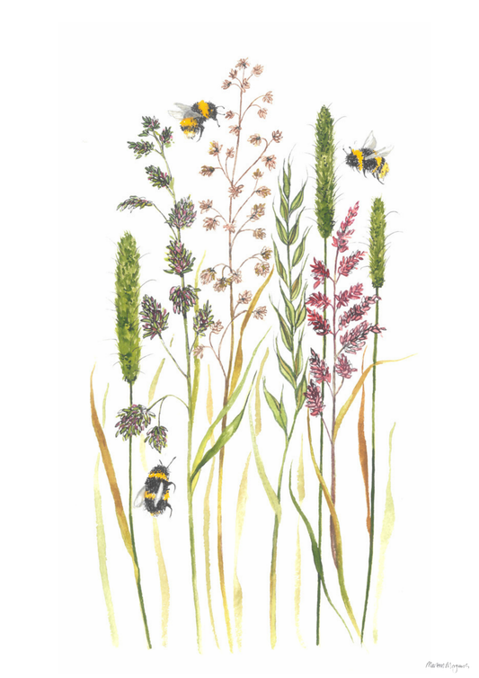 Meadow Grass