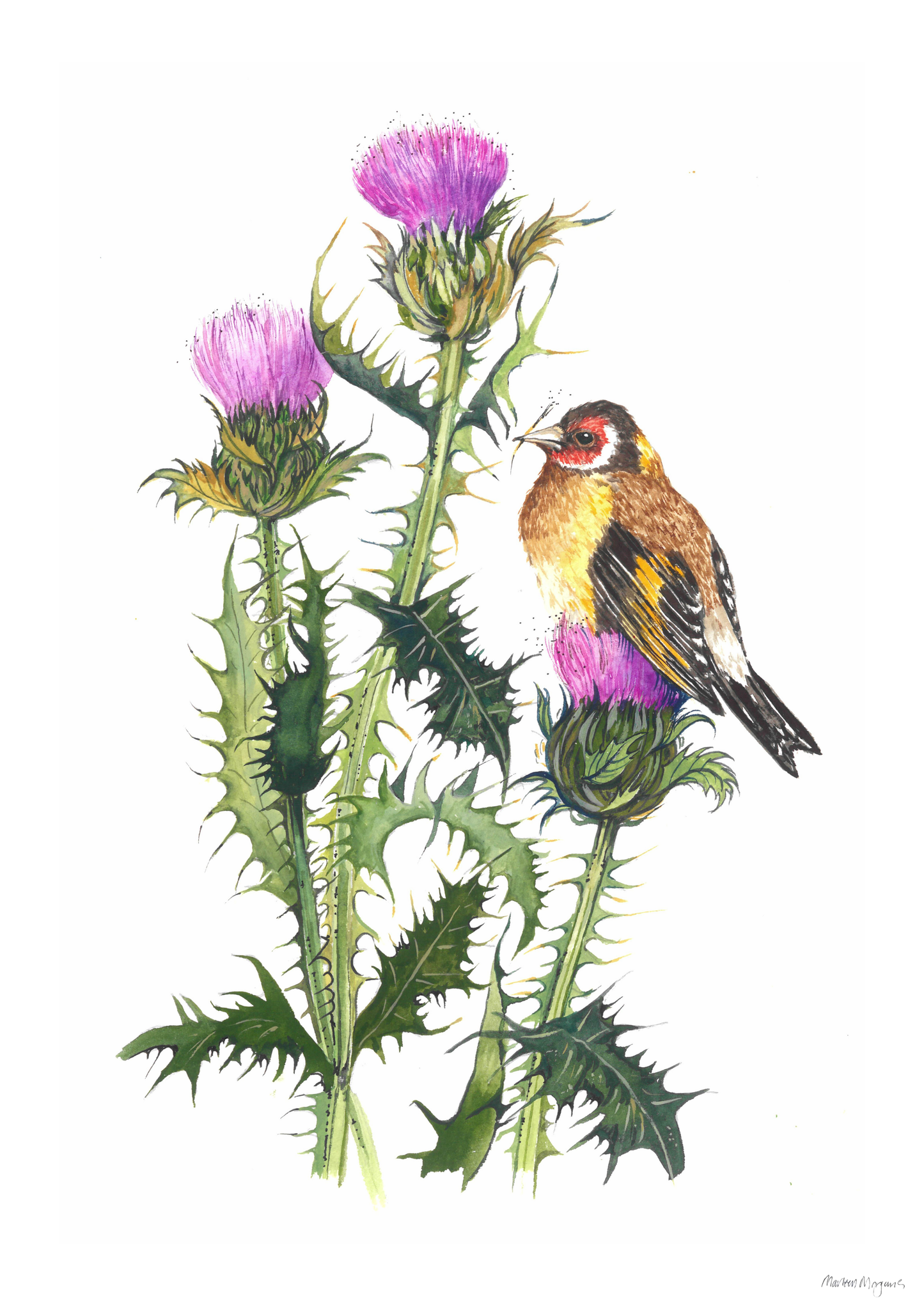 Milk Thistle