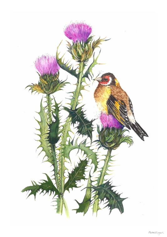 Milk Thistle