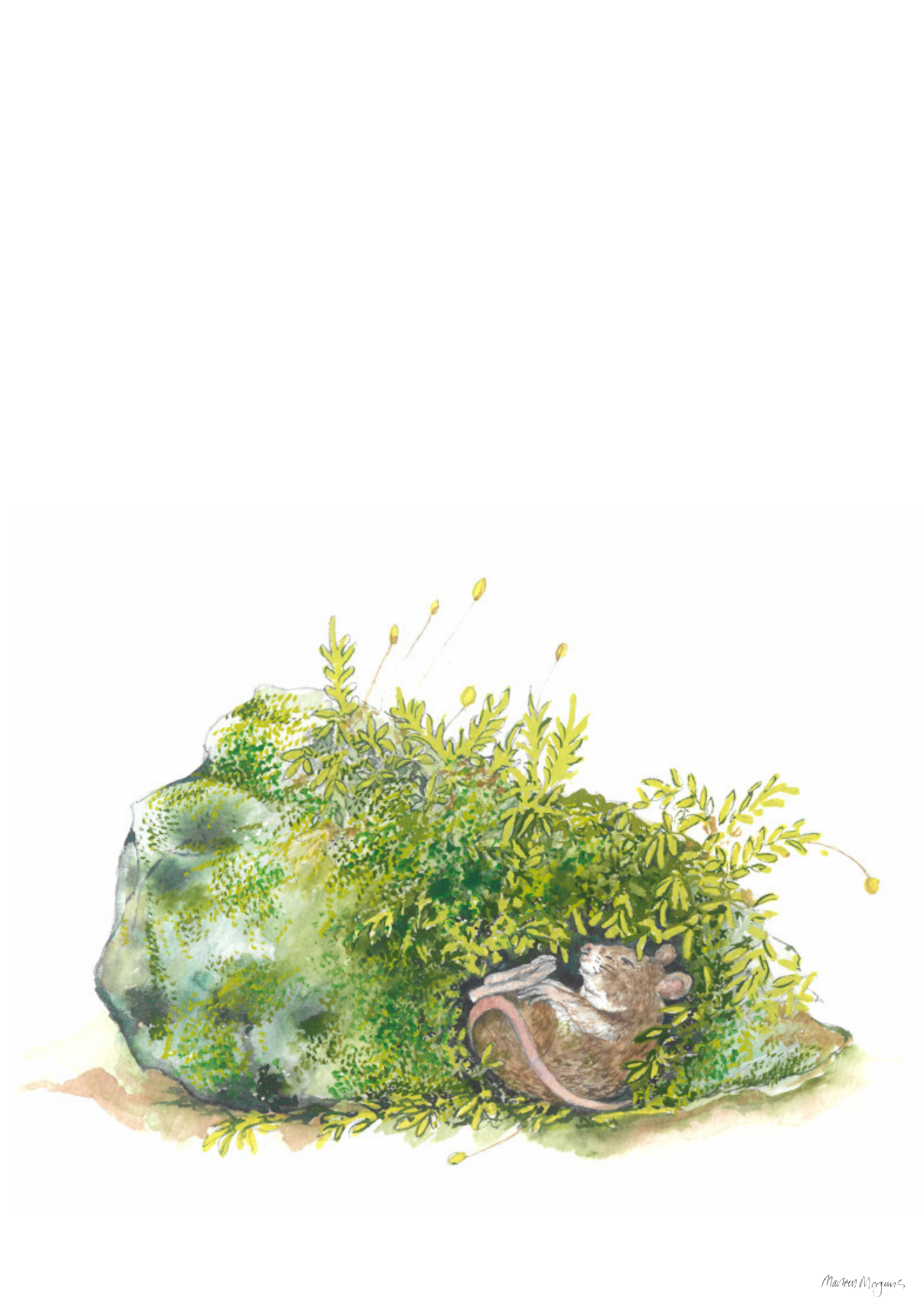 Moss