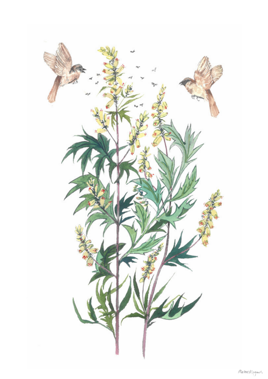 Mugwort