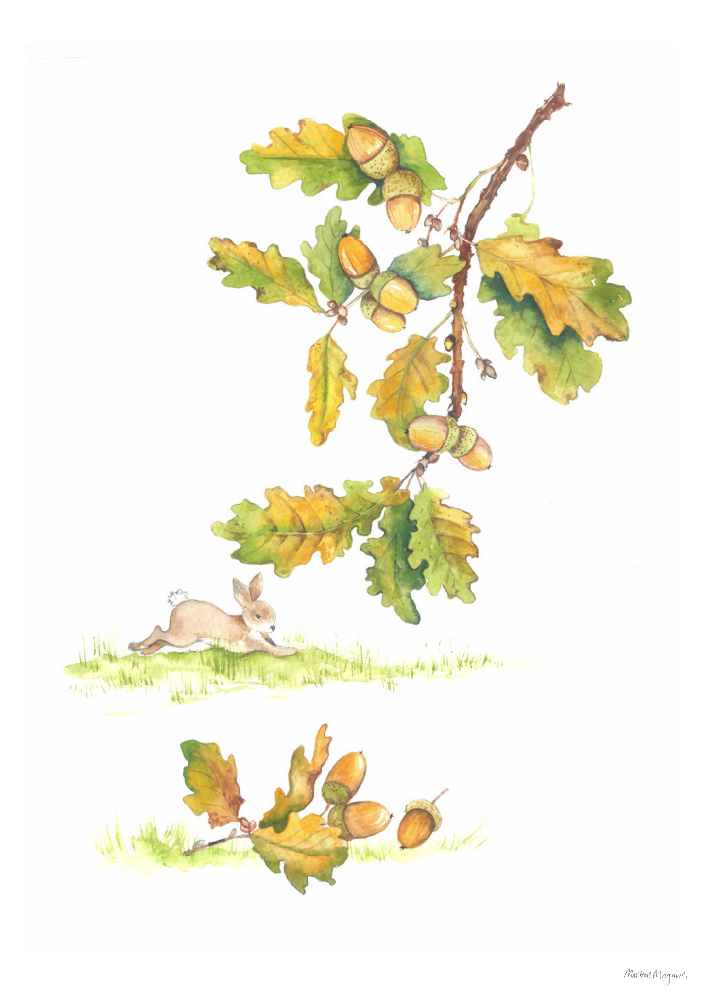 Oak