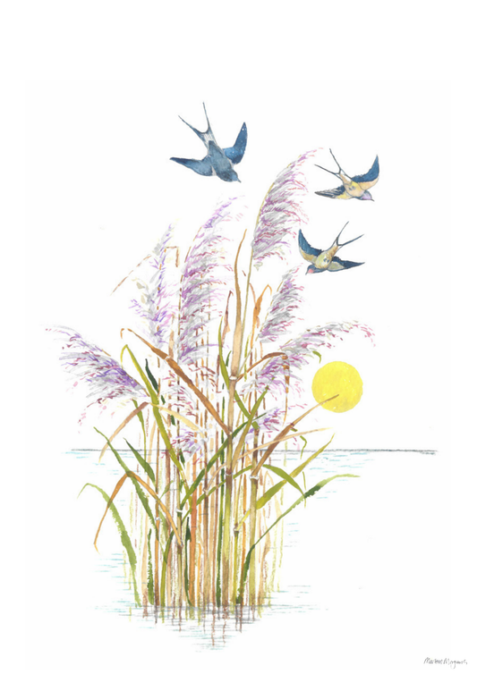 Reed