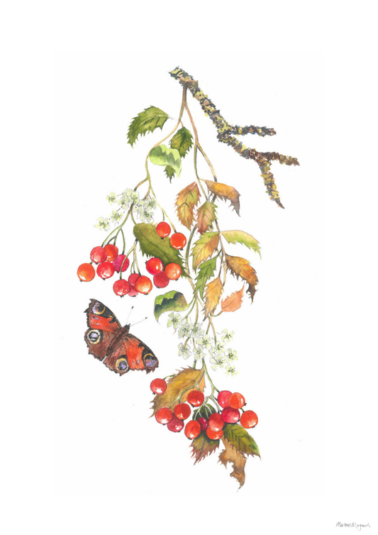Rowan and Butterfly