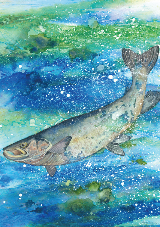 Salmon