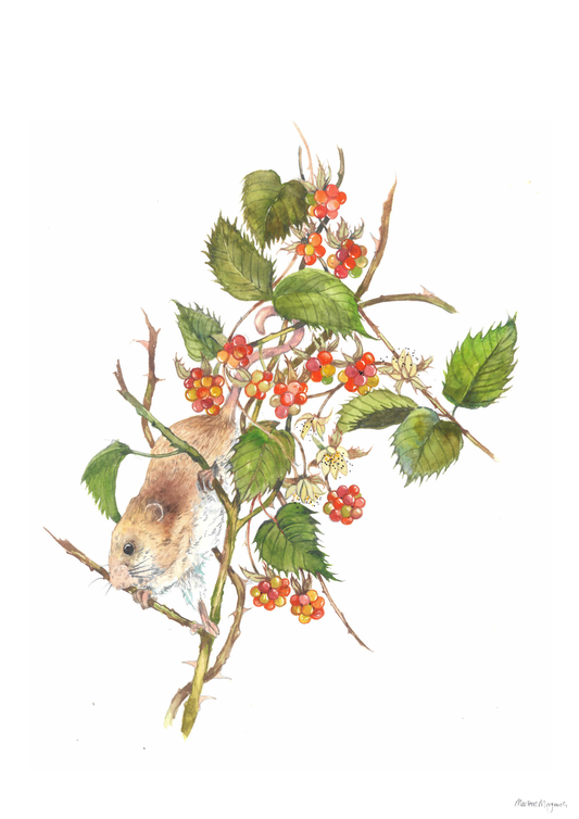 Wild Raspberry