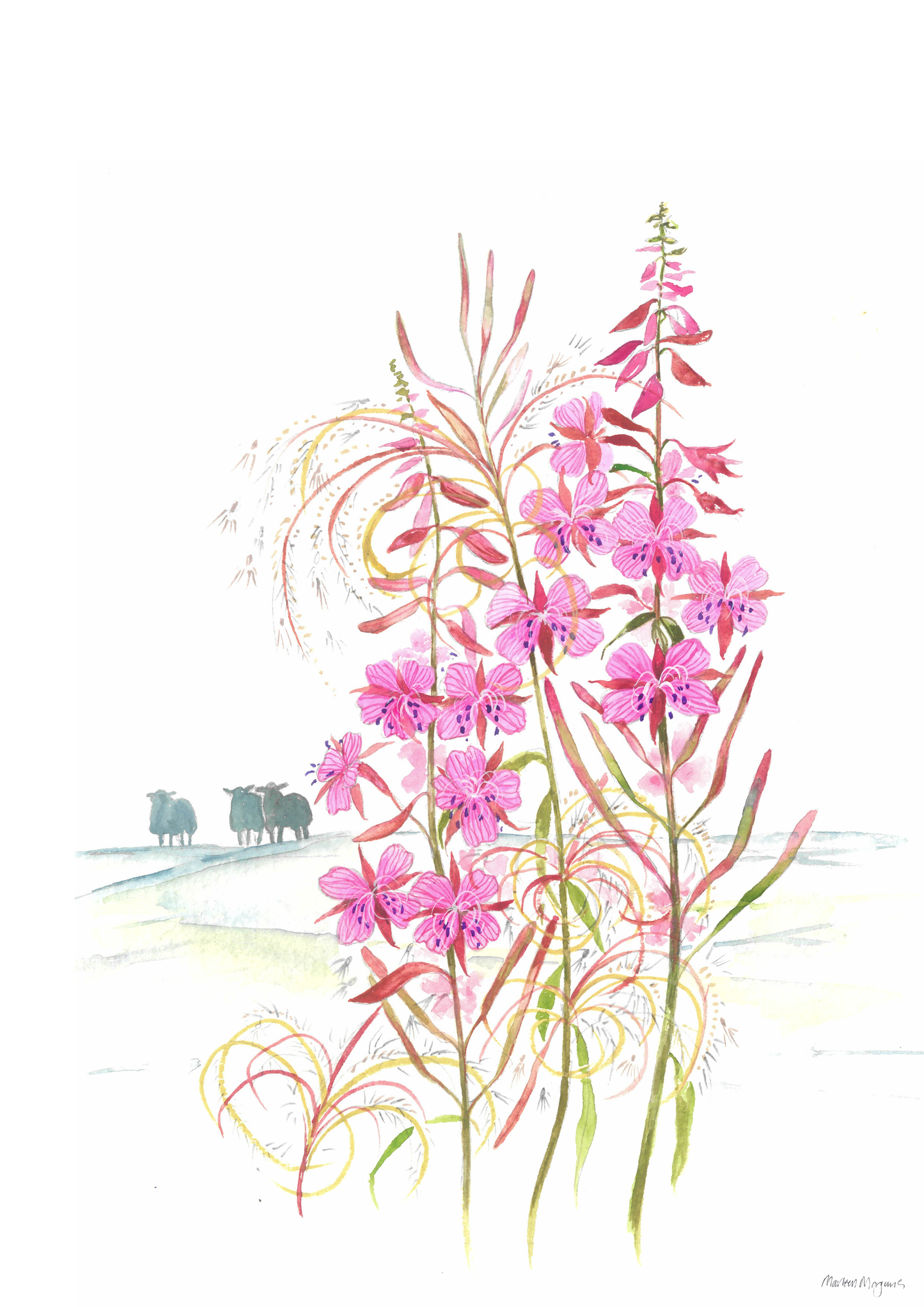 Willowherb
