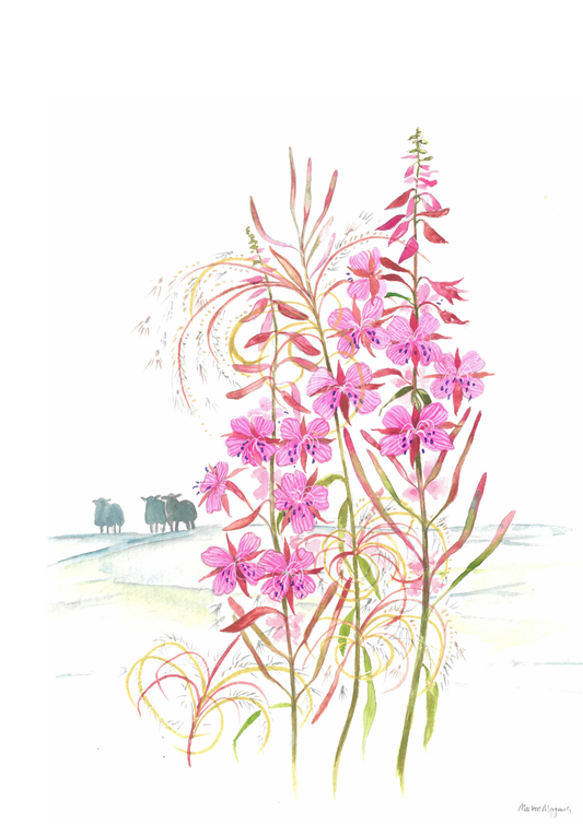 Willowherb
