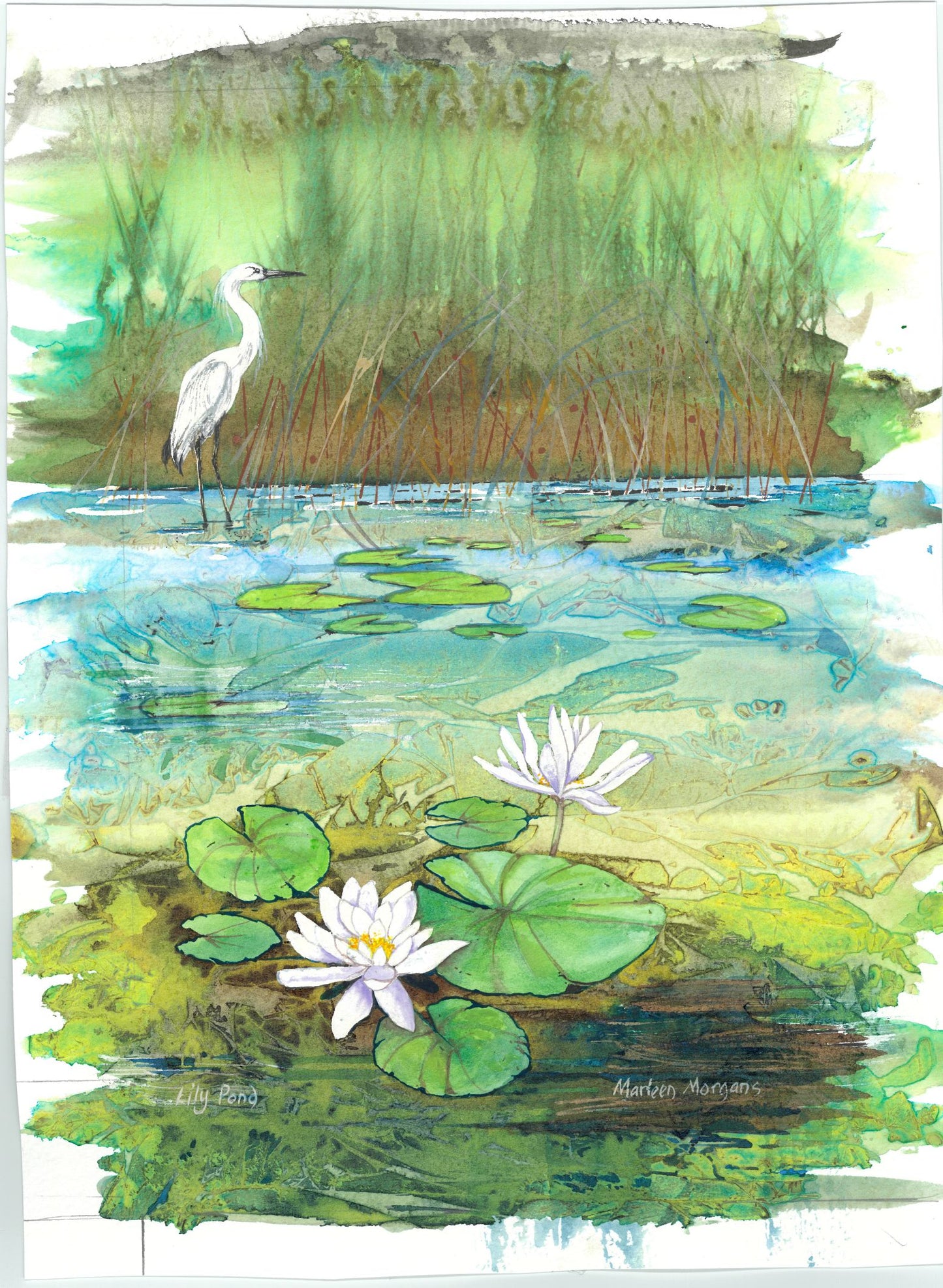 Lily Pond